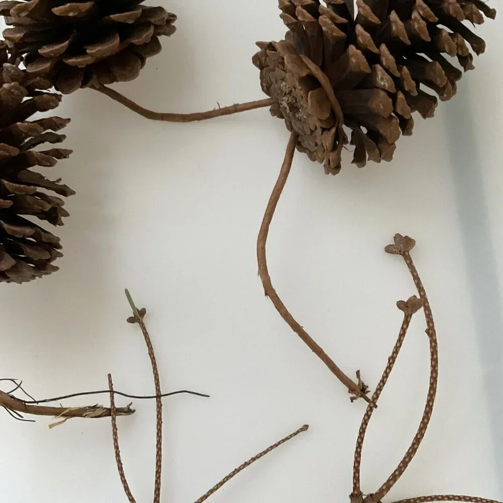 DIY PINE CONES AND CURLY TWIGS 15 COUNT